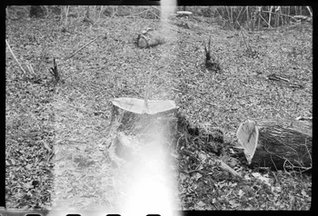 David Ojalvo photographie Souche de deuxième arbre Aquitaine, France 1964/2/5 Ph.1964.93.145 Photo