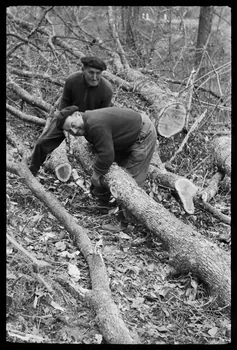 David Ojalvo photographie Messieurs André Sams et Bernard Baylou, bûcherons. Débitage d'une branche en billes pour bois de chauffage Aquitaine, France 1964/2/5 Ph.1964.93.147 Photo