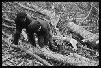 David Ojalvo photographie Messieurs André Sams et Bernard Baylou, bûcherons. Débitage d'une branche en billes pour bois de chauffage Aquitaine, France 1964/2/5 Ph.1964.93.148 Photo