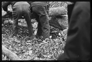 David Ojalvo photographie Messieurs André Sams et Bernard Baylou, bûcherons, en compagnie de leur patron Monsieur Boy. Débitage d'une branche en billes pour bois de chauffage Aquitaine, France 1964/2/5 Ph.1964.93.149 Photo