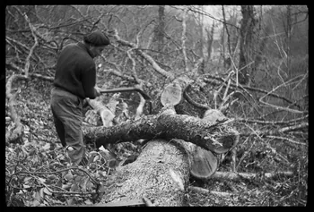 David Ojalvo photographie Bûcheron. Débitage d'une branche en billes pour bois de chauffage Aquitaine, France 1964/2/5 Ph.1964.93.150 Photo