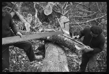 David Ojalvo photographie Messieurs André Sams et Bernard Baylou, bûcherons. Débitage d'une branche en billes pour bois de chauffage au passe-partout Aquitaine, France 1964/2/5 Ph.1964.93.151 Photo