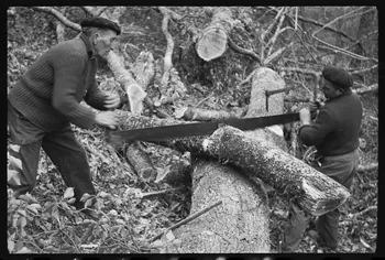 David Ojalvo photographie Messieurs André Sams et Bernard Baylou, bûcherons. Débitage d'une branche en billes pour bois de chauffage au passe-partout Aquitaine, France 1964/2/5 Ph.1964.93.152 Photo