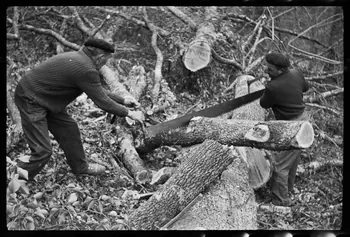 David Ojalvo photographie Messieurs André Sams et Bernard Baylou, bûcherons. Débitage d'une branche en billes pour bois de chauffage au passe-partout Aquitaine, France 1964/2/5 Ph.1964.93.153 Photo
