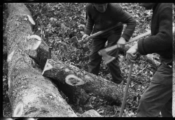 David Ojalvo photographie Messieurs André Sams et Bernard Baylou, bûcherons. Refente d'une bille, utilisation du coin au début Aquitaine, France 1964/2/5 Ph.1964.93.154 Photo