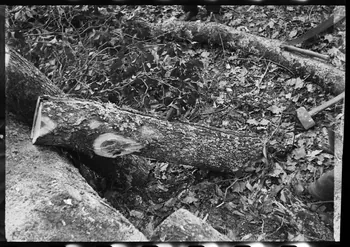 David Ojalvo photographie Refente d'une bille, utilisation du coin Aquitaine, France 1964/2/5 Ph.1964.93.155 Photo