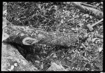David Ojalvo photographie Refente d'une bille, utilisation du coin Aquitaine, France 1964/2/5 Ph.1964.93.156 Photo