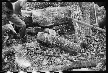 David Ojalvo photographie Messieurs André Sams et Bernard Baylou, bûcherons. Refente d'une bille, utilisation du coin Aquitaine, France 1964/2/5 Ph.1964.93.157 Photo