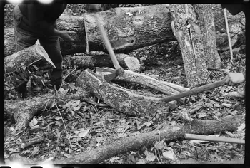 David Ojalvo photographie Bûcheron. Refente d'une bille, utilisation du coin Aquitaine, France 1964/2/5 Ph.1964.93.159 Photo