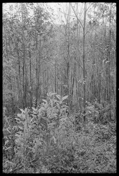 photographie Mission Corse. Pépinière Ph.1973.217.54  Photo