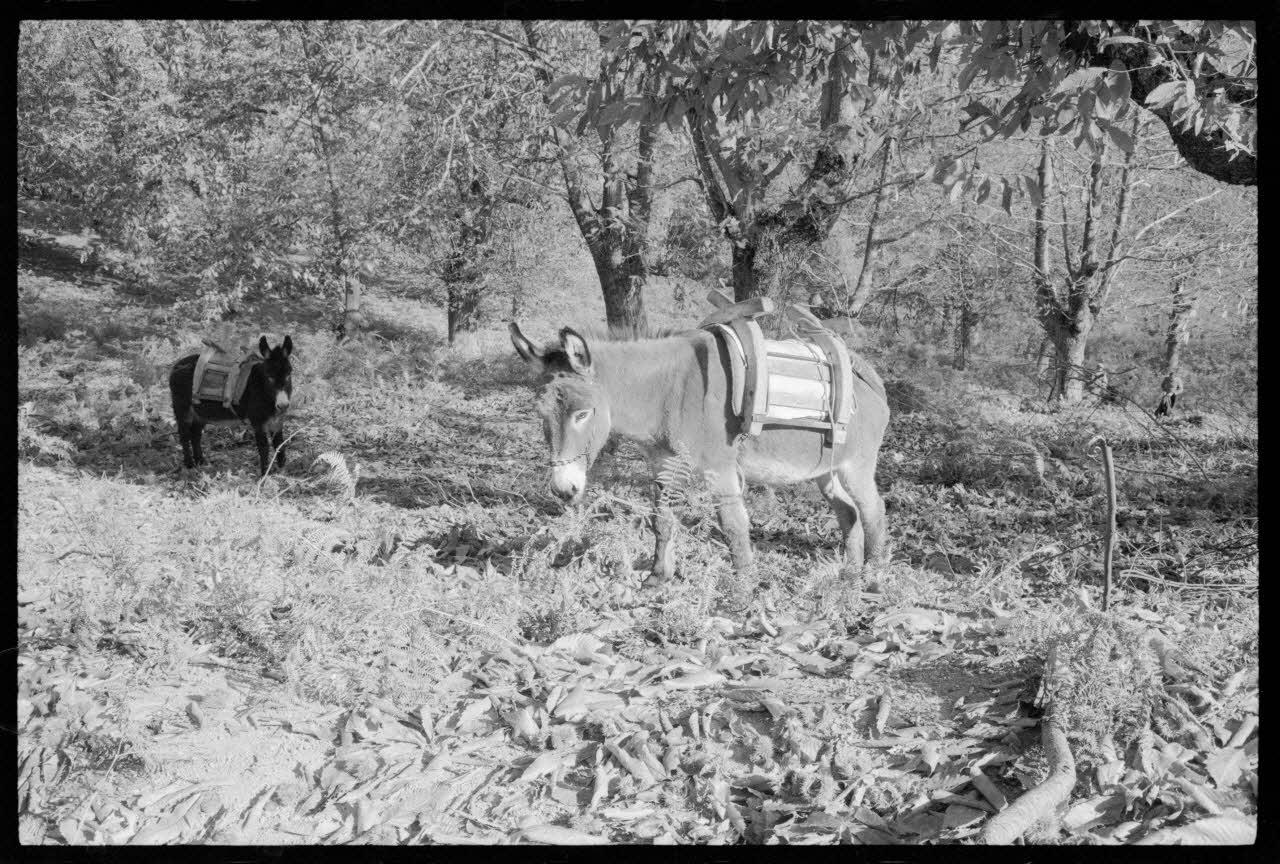 photographie (PH 66 et 67) Mission Corse Ph.1973.217.66 Photo
