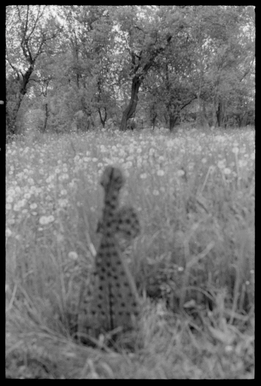 Jean Cuisenier photographie Enquête conduite par Jean Cuisenier en Roumanie (mai 1973) Roumanie 1973/5/1 Ph.1974.3.178  Photo