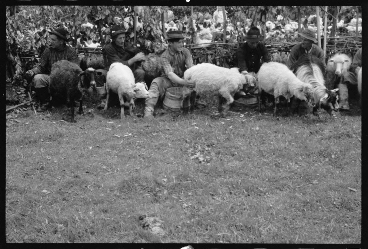 Jean Cuisenier photographie Enquête conduite par Jean Cuisenier en Roumanie (mai 1973) Roumanie 1973/5/1 Ph.1974.3.190 Photo