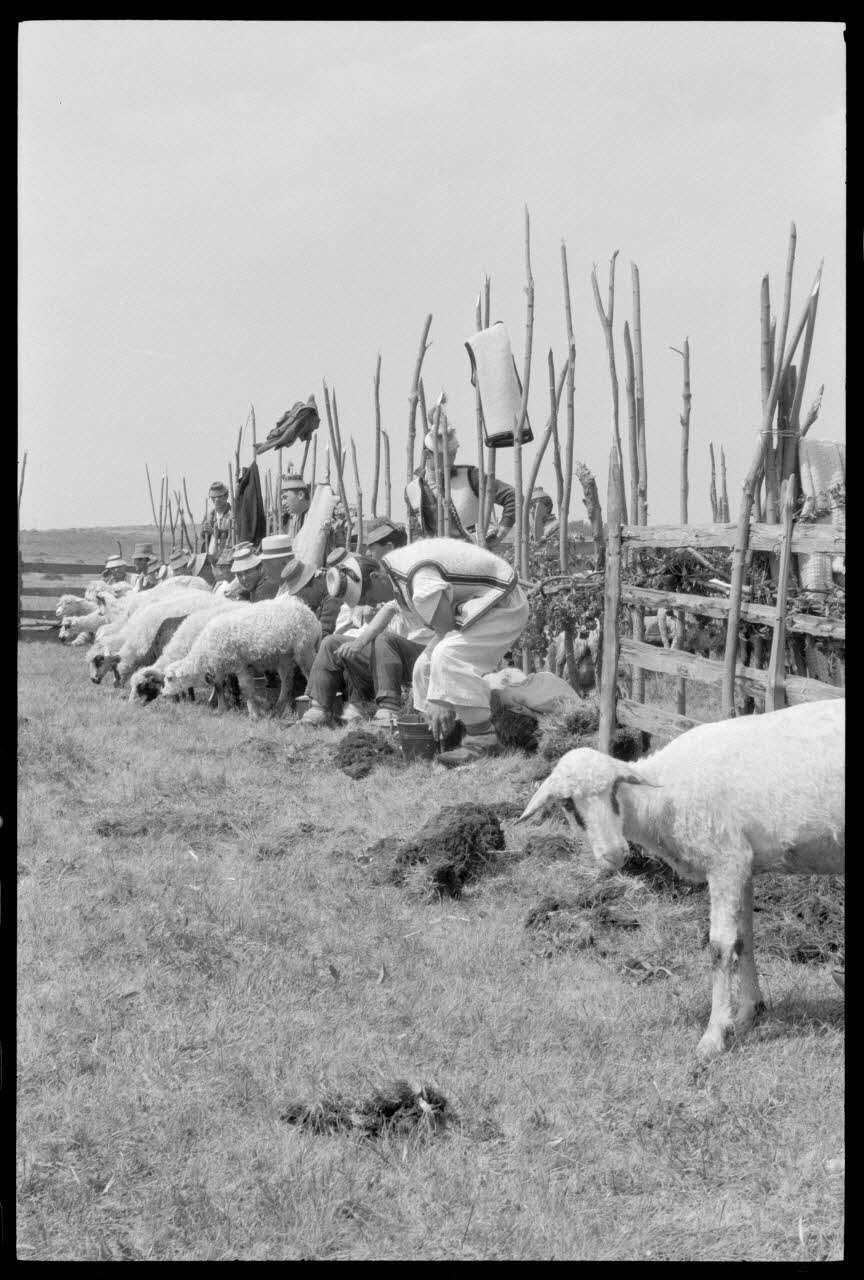 Jean Cuisenier photographie Enquête conduite par Jean Cuisenier en Roumanie (mai 1973) Roumanie 1973/5/1 Ph.1974.3.57 Photo