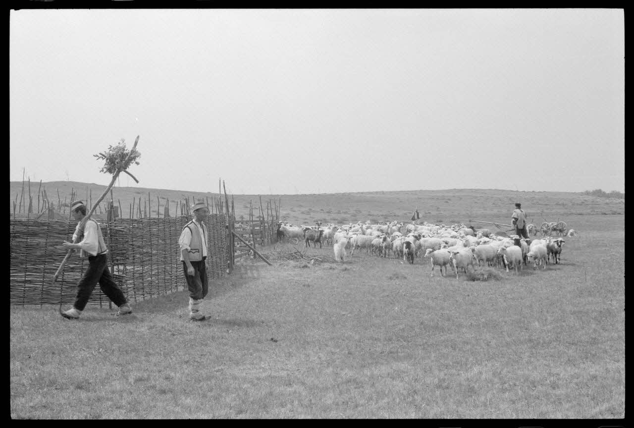 Jean Cuisenier photographie Enquête conduite par Jean Cuisenier en Roumanie (mai 1973) Roumanie 1973/5/1 Ph.1974.3.75 Photo