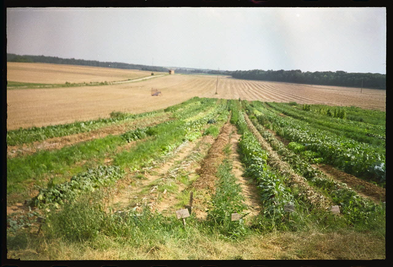 Bernadette Guichard photographie "Roies de champ" (= sillon) louées à des particuliers pour la culture potagère. Août 1992 Champagne-Ardenne, France 1992 Ph.1992.106.1 Photo