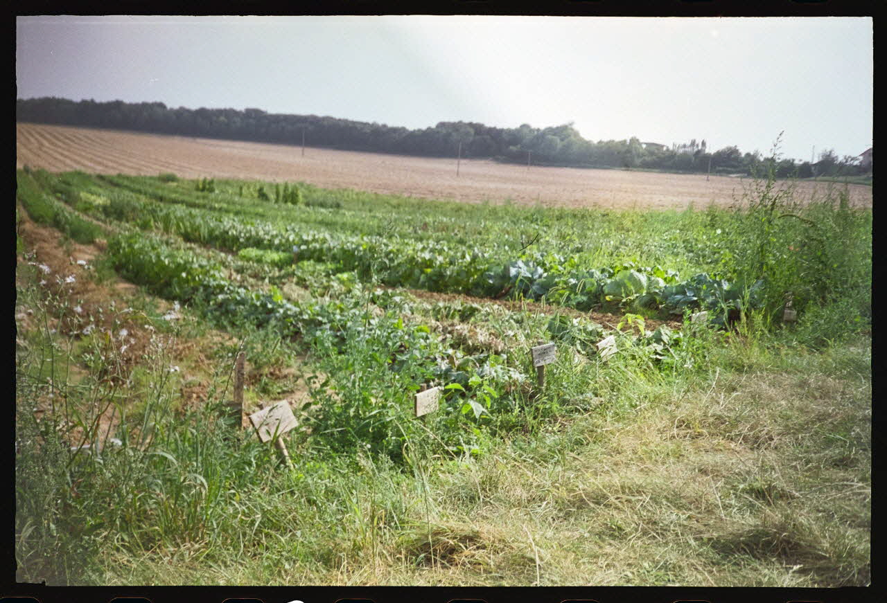 Bernadette Guichard photographie "Roies de champ" (= sillon) louées à des particuliers pour la culture potagère. Août 1992 Champagne-Ardenne, France 1992 Ph.1992.106.2 Photo