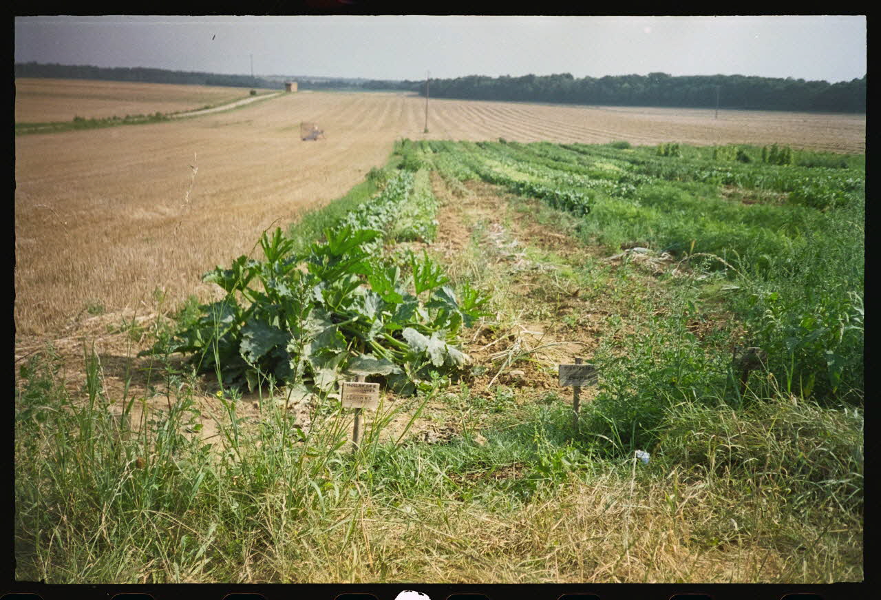 Bernadette Guichard photographie "Roies de champ" (= sillon) louées à des particuliers pour la culture potagère. Août 1992 Champagne-Ardenne, France 1992 Ph.1992.106.3 Photo