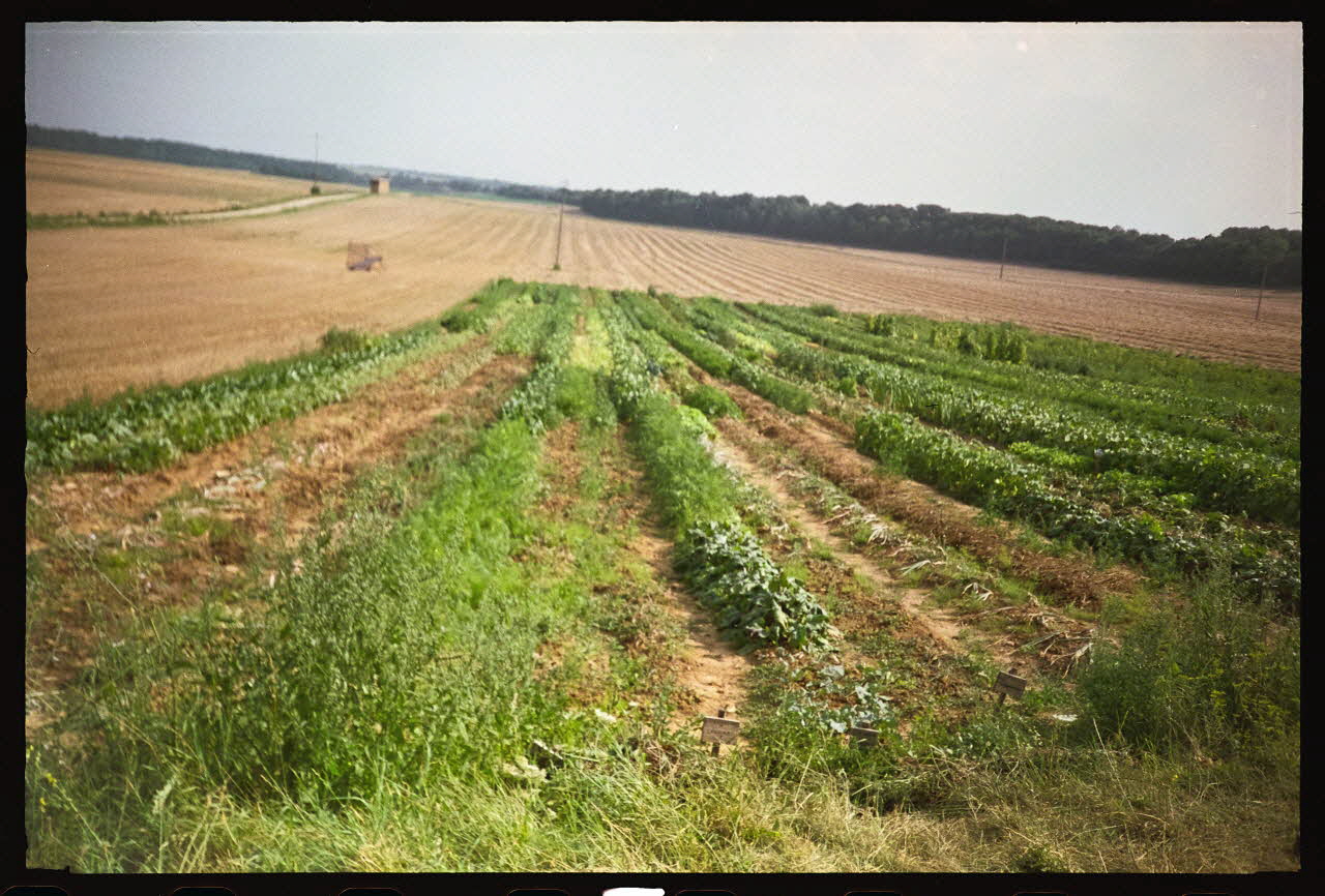 Bernadette Guichard photographie "Roies de champ" (= sillon) louées à des particuliers pour la culture potagère. Août 1992 Champagne-Ardenne, France 1992 Ph.1992.106.5 Photo