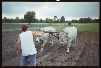 photographie (ph.1 à 15). Demonstration d'attelage Ph.1996.19.1 Photo
