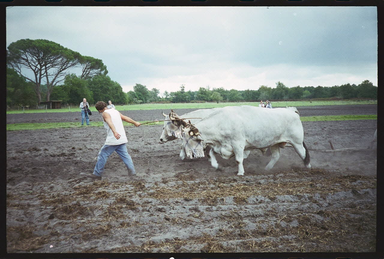 photographie (ph.1 à 15). Demonstration d'attelage Ph.1996.19.2  Photo Mucem / Fabrice Pilat