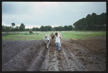 photographie (ph.1 à 15). Demonstration d'attelage Ph.1996.19.5 Photo