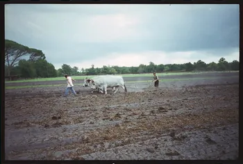 photographie (ph.1 à 15). Demonstration d'attelage Ph.1996.19.6 Photo