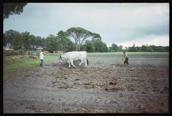 photographie (ph.1 à 15). Demonstration d'attelage Ph.1996.19.7 Photo