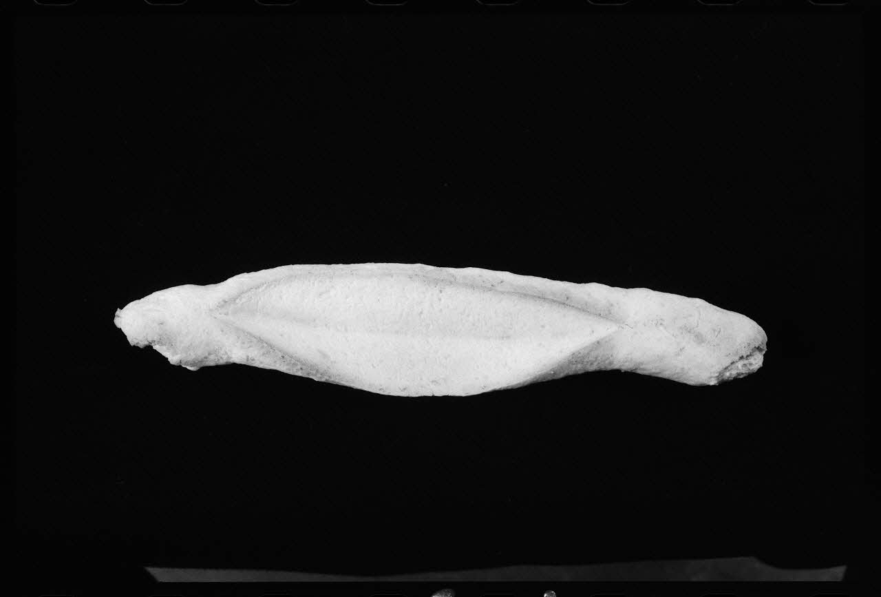 photographie Pâtisserie de la Chandeleur dite "Navette" Ph.1977.1.940 Photo
