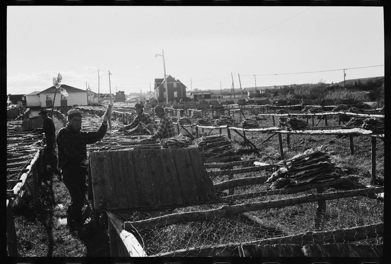 Jean Cuisenier photographie Enquête conduite par Jean Cuisenier au Québec (septembre 1976) Province du Québec, Canada 1976/9/1 Ph.1977.8.36 Photo