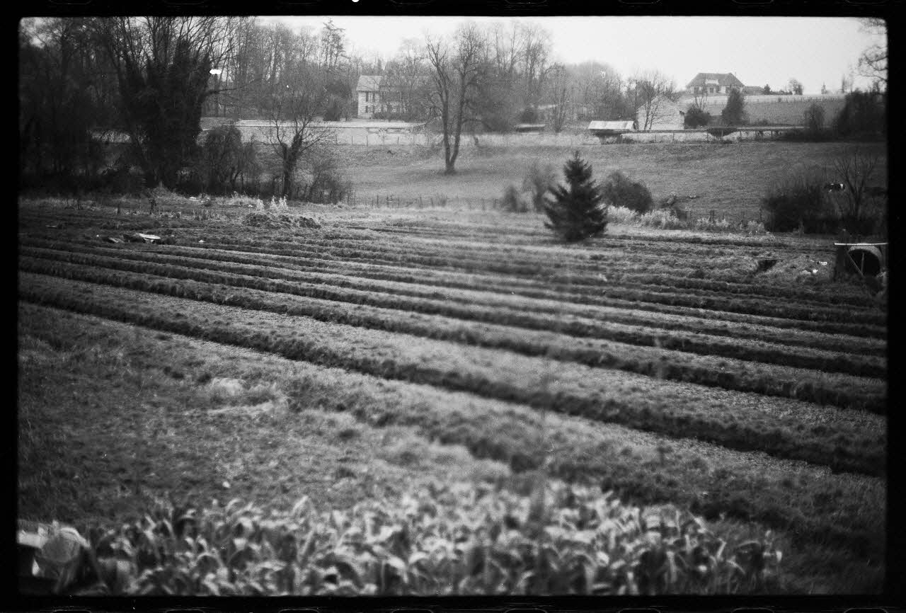 photographie Plantes diverses. Le cresson. Chez Monsieur Wylie, fossés du Parc d'en Bas Ph.1978.19.1 Photo