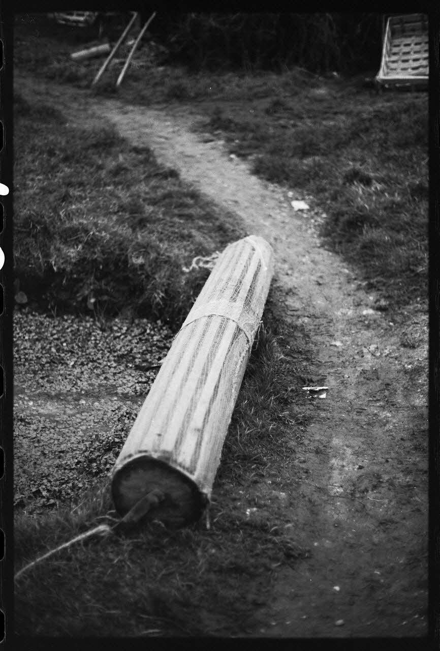 photographie Plantes diverses. Le cresson. Schuelle Ph.1978.19.12 Photo