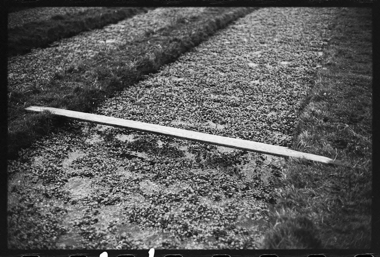 photographie Plantes diverses. Le cresson. Planchette pour la coupe du cresson Ph.1978.19.14 Photo