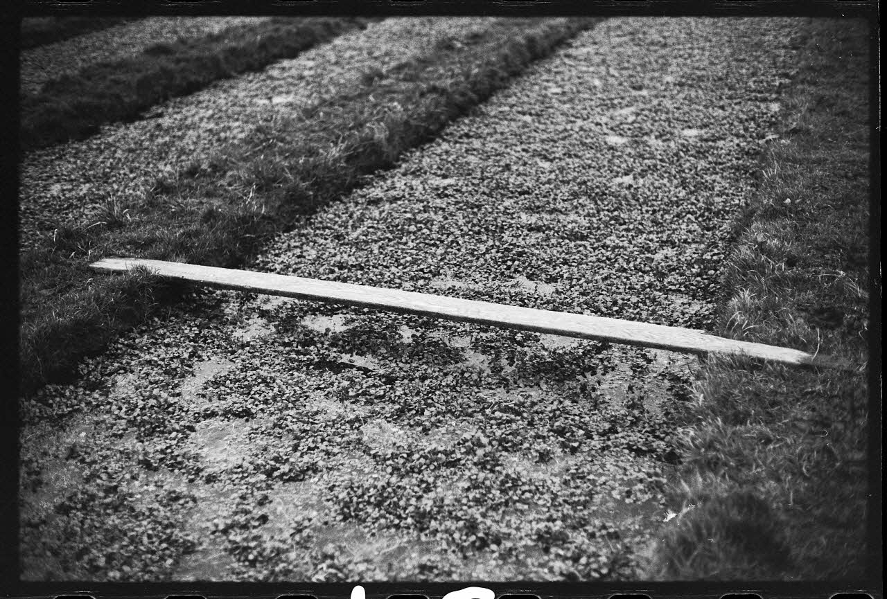 photographie Plantes diverses. Le cresson. Planchette pour la coupe du cresson Ph.1978.19.15 Photo
