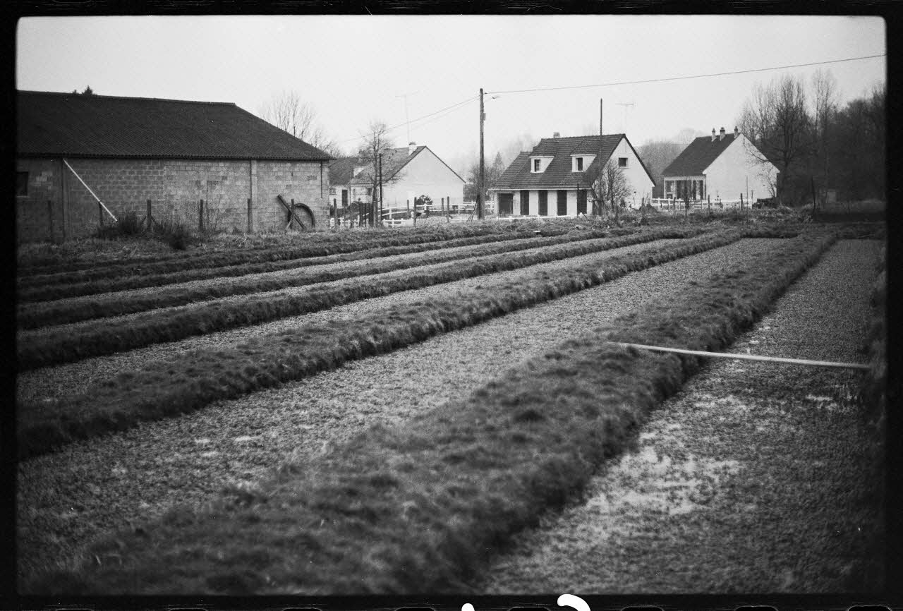 photographie Plantes diverses. Vue générale de la cressonnière Ph.1978.19.17 Photo