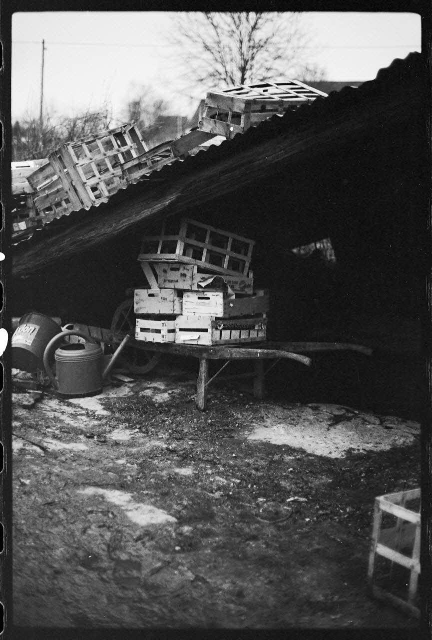 photographie Plantes diverses. Le cresson. Trou à baller Ph.1978.19.18 Photo