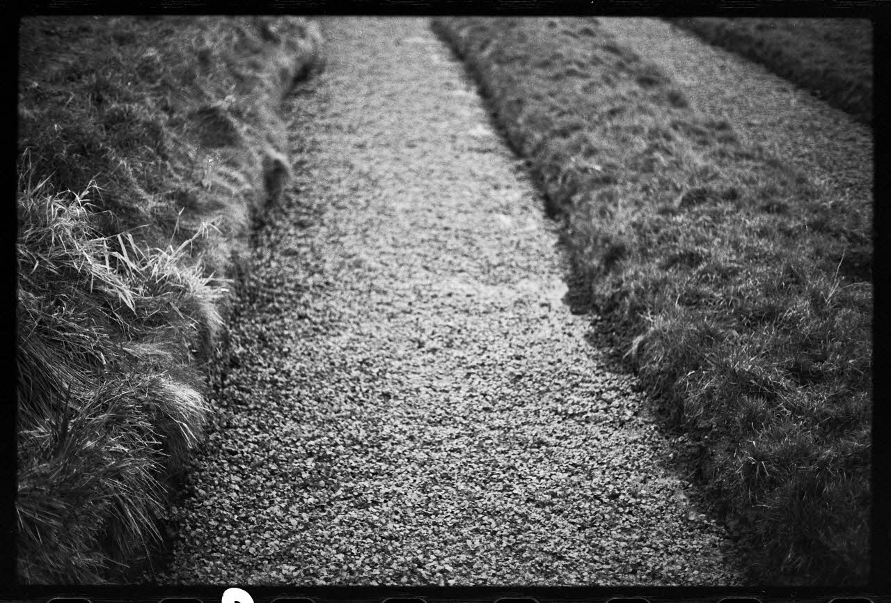 photographie Plantes diverses. Le cresson. Chez Monsieur Wylie, fossés du Parc d'en Bas Ph.1978.19.2 Photo