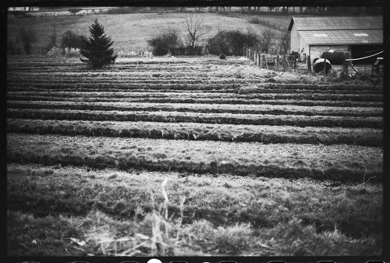 photographie Plantes diverses. Le cresson. Fossés Ph.1978.19.20 Photo
