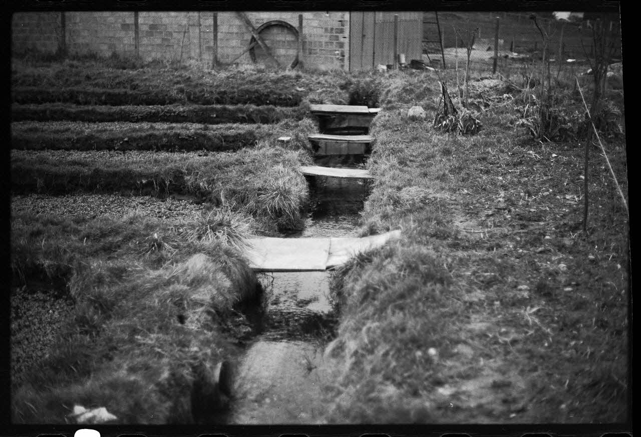 photographie Plantes diverses. Le cresson. Chez Monsieur Wylie, fossés du Parc d'en Bas Ph.1978.19.3 Photo