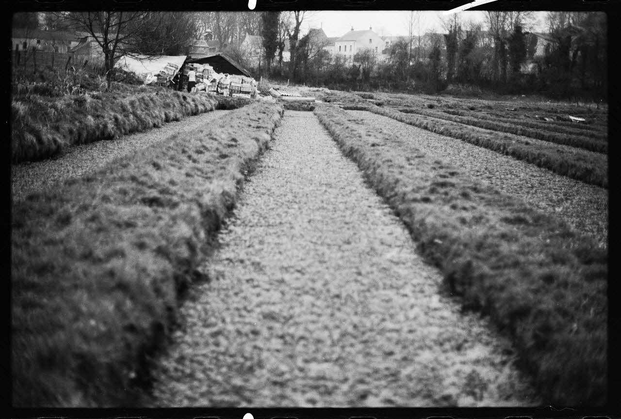 photographie Plantes diverses. Le cresson. Chez Monsieur Wylie, fossés du Parc d'en Bas Ph.1978.19.4 Photo