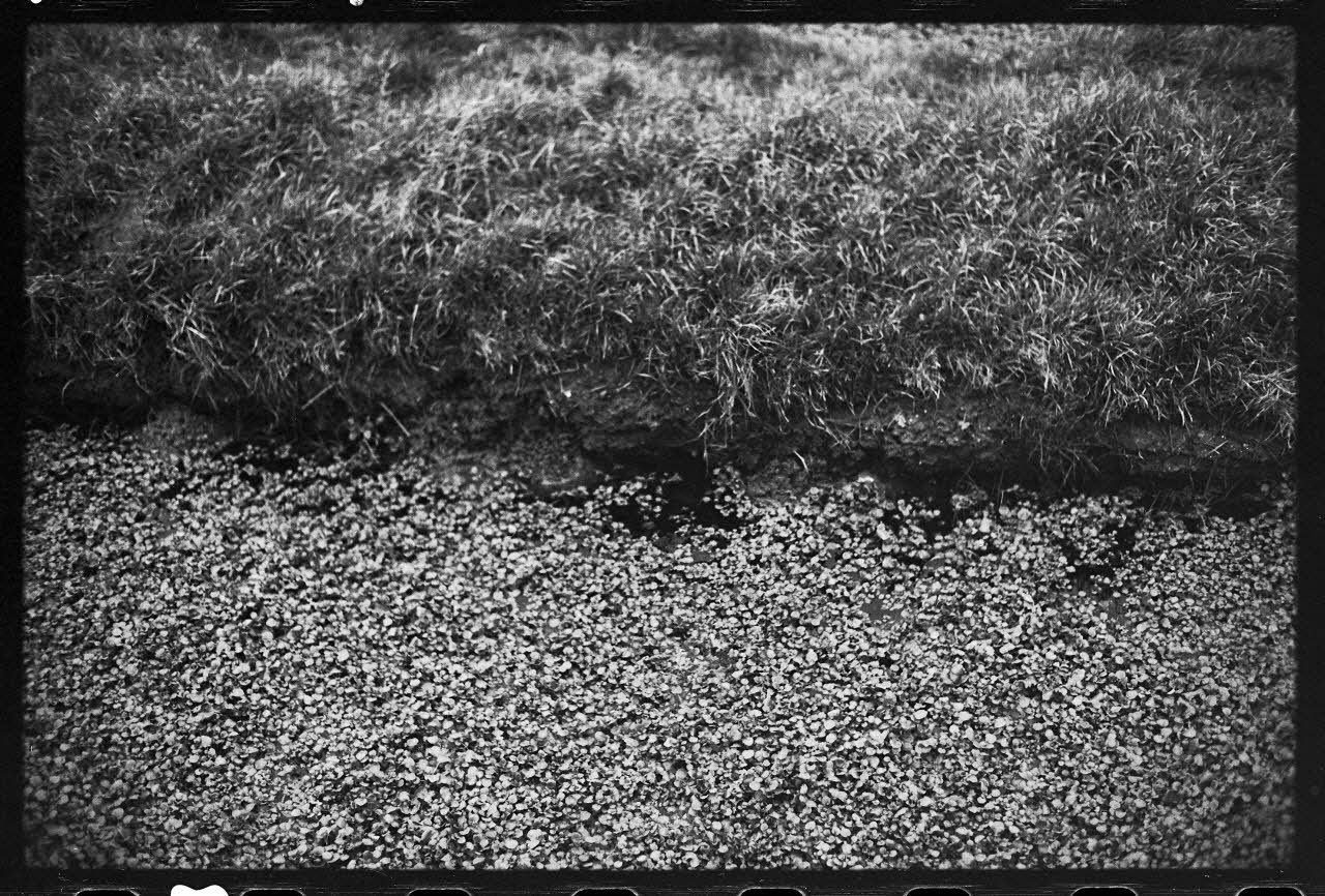 photographie Plantes diverses. Le cresson. Chez Monsieur Wylie, fossés du Parc d'en Bas Ph.1978.19.5 Photo