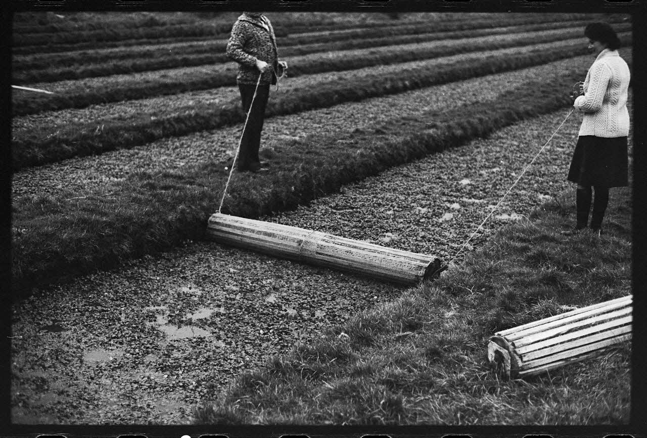 photographie Plantes diverses. Le cresson. Schuelle pour rentrer le cresson Ph.1978.19.6 Photo