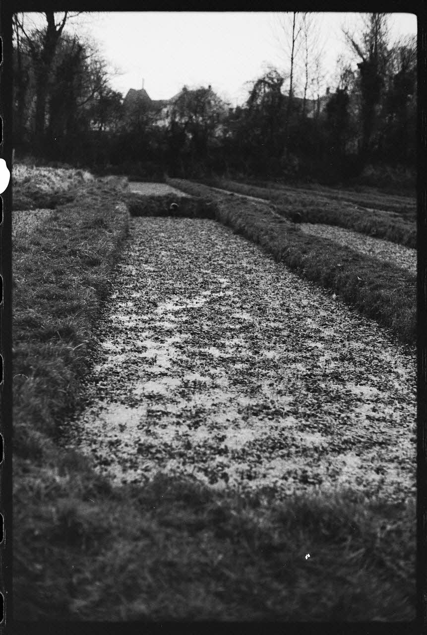 photographie Plantes diverses. Le cresson. Chez Monsieur Wylie, fossés du Parc d'en Bas Ph.1978.19.8 Photo