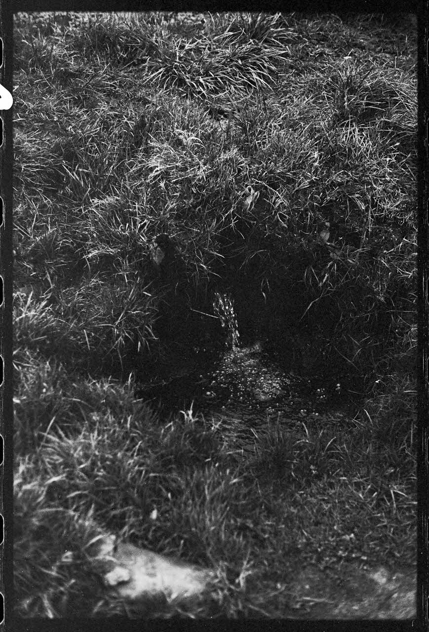 photographie Plantes diverses. Le cresson. Chez Monsieur Wylie, fossés du Parc d'en Bas Ph.1978.19.9 Photo