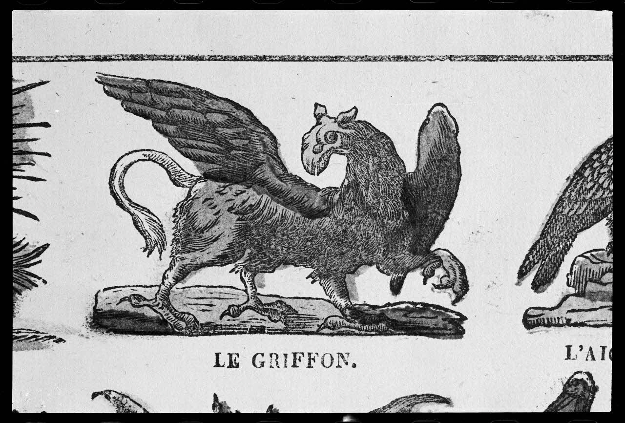 photographie Estampe représentant un griffon, détail d'une planche d'animaux. Bois couleur. Maison Blocquel et Castiaux à Lille Ph.1978.2.477 Photo