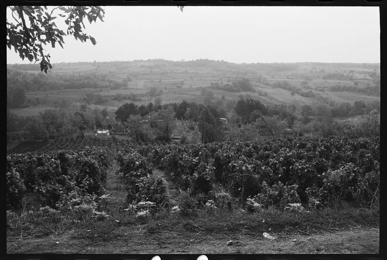 photographie Vignoble à Smedovac Ph.1978.6.22 Photo