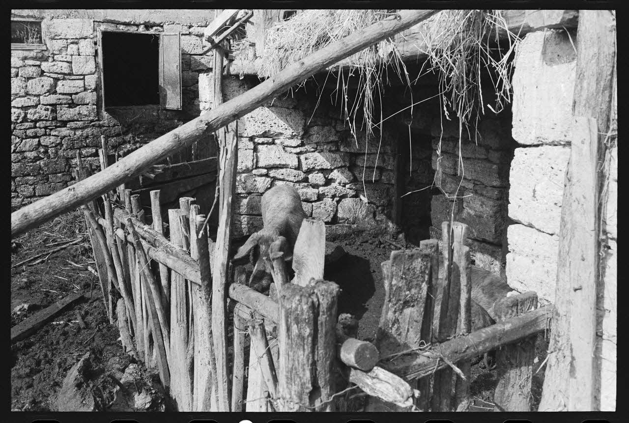 photographie Porcherie Ph.1978.6.3 Photo