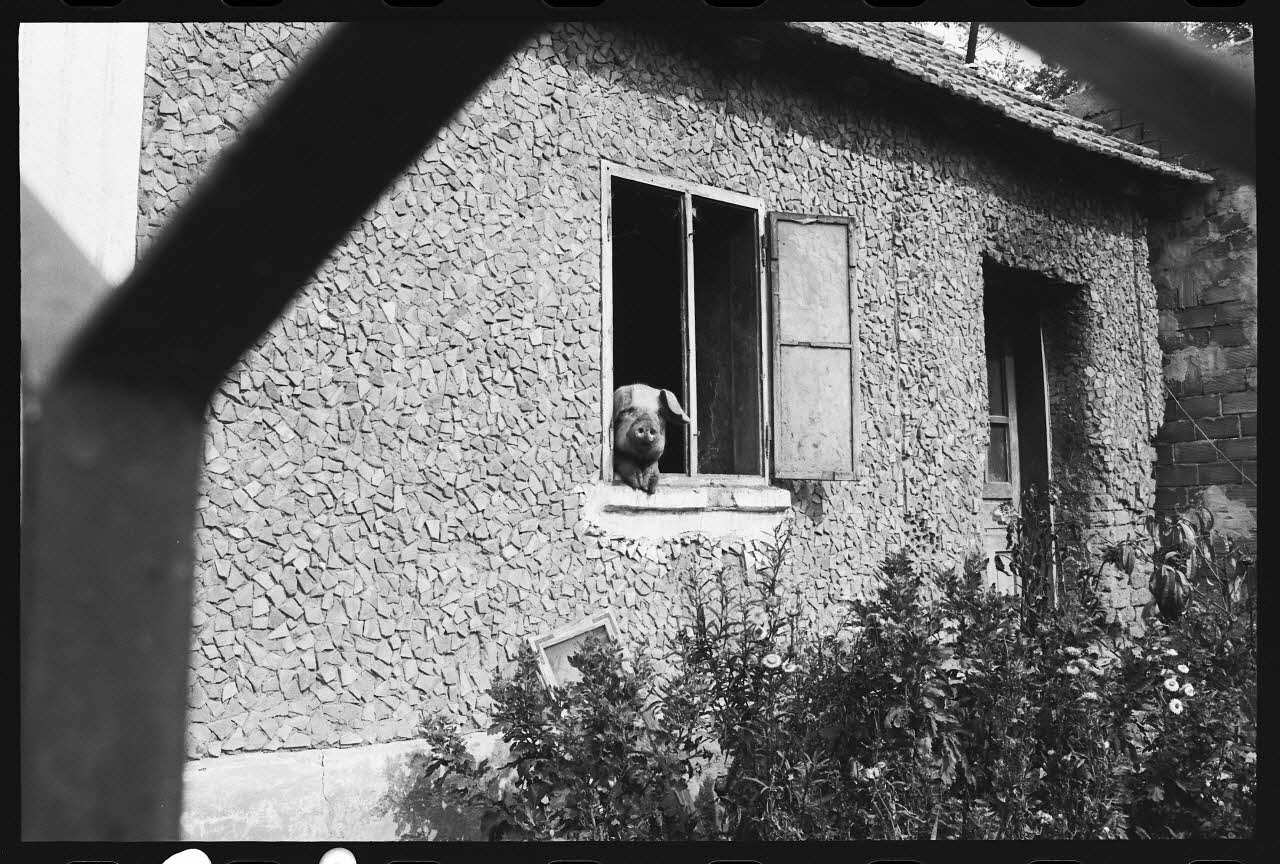 photographie Maison avec une porcherie à Brest Ph.1978.6.92 Photo