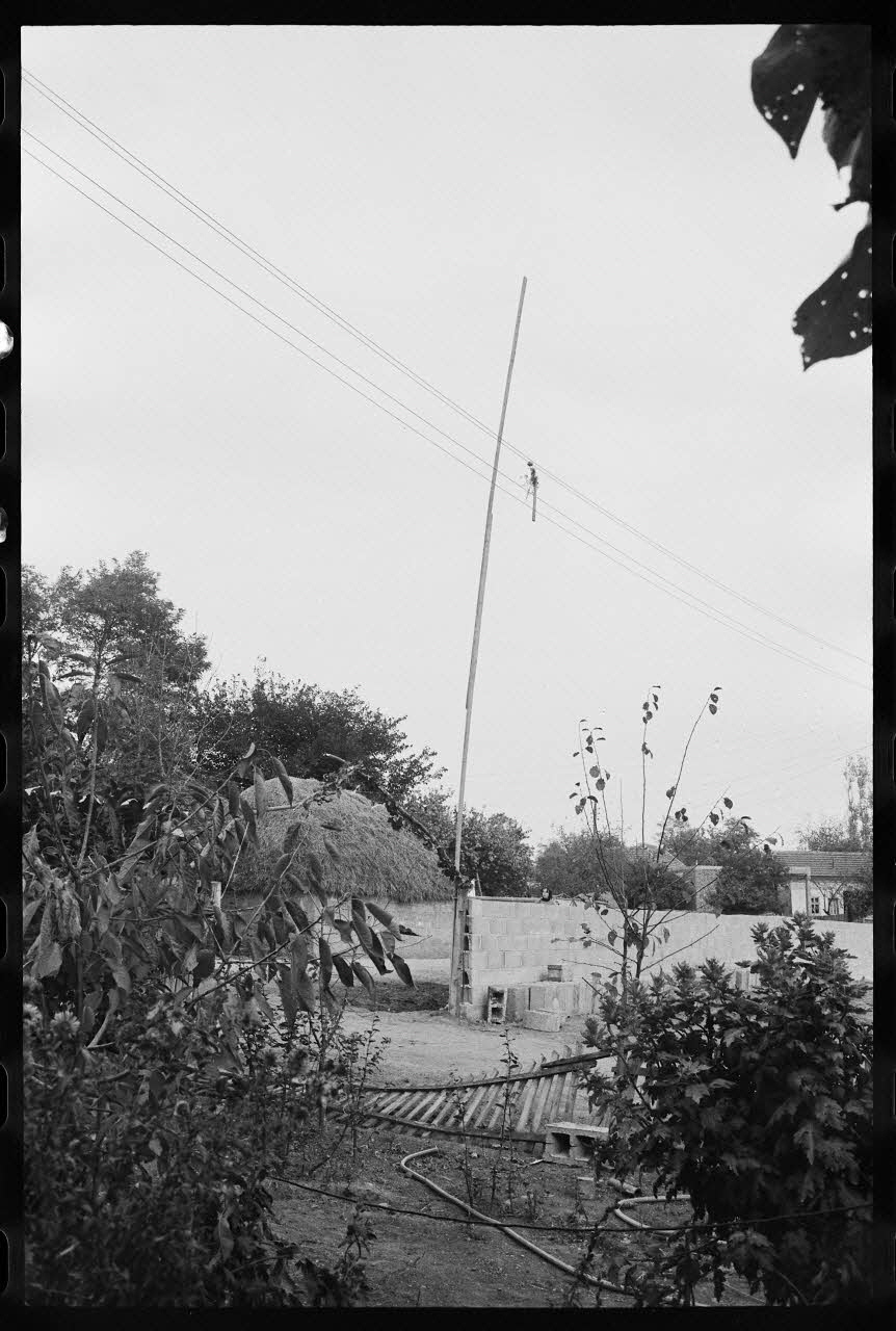 photographie Pomme abattue lors des noces à Brest Ph.1978.6.99 Photo