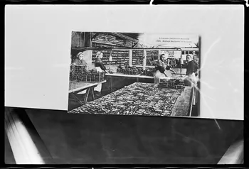 photographie Carte postale. Atelier de conservation du poisson. Huilage des boîtes de sardines Ph.1978.7.13 Photo